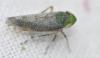 Fieberiella florii